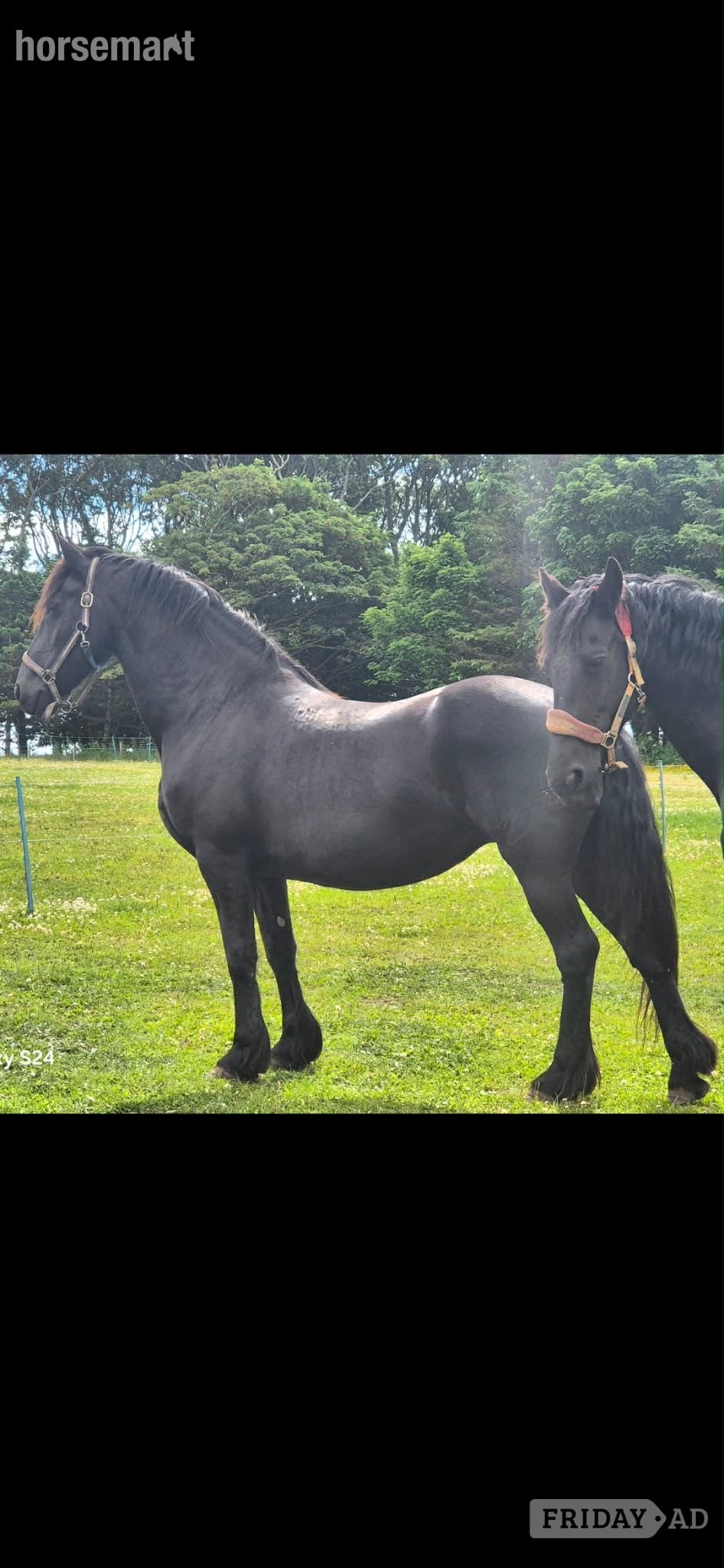 "Eefya" Black Mare Project Horse in Peterhead