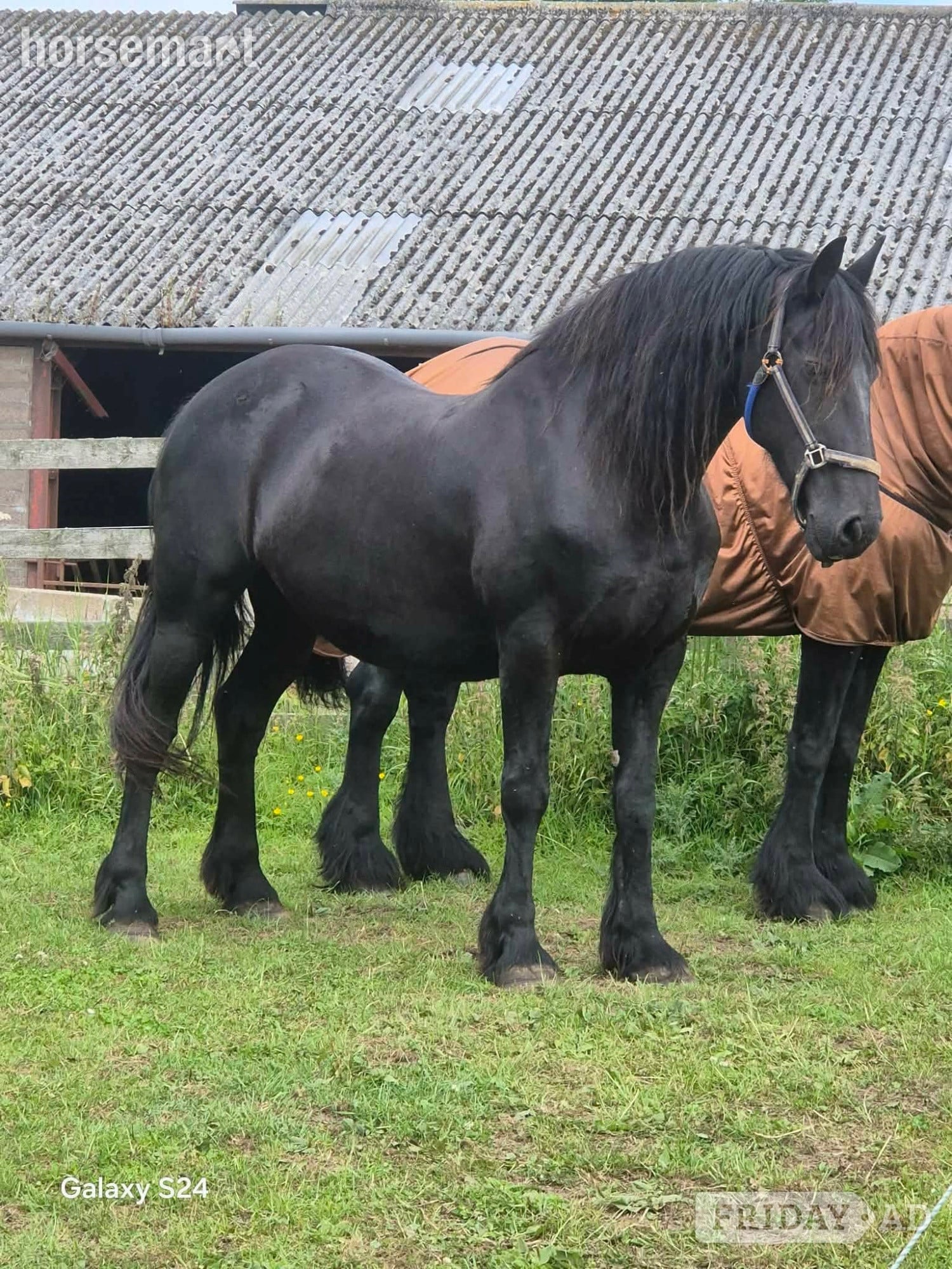 "Eefya" Black Mare Project Horse
