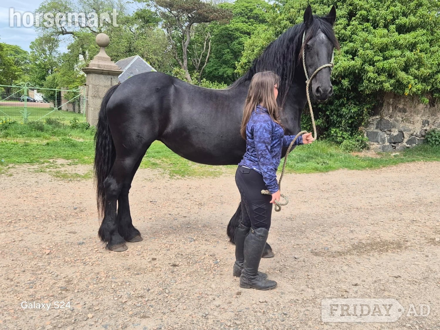 Peterhead "Eefya" Black Mare Project Horse