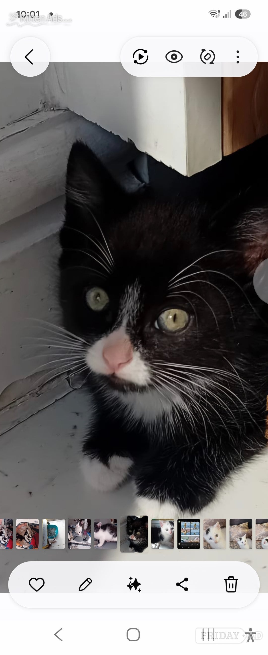 Beautiful rambunctious 10 week old kittens looking to find homes in Birmingham