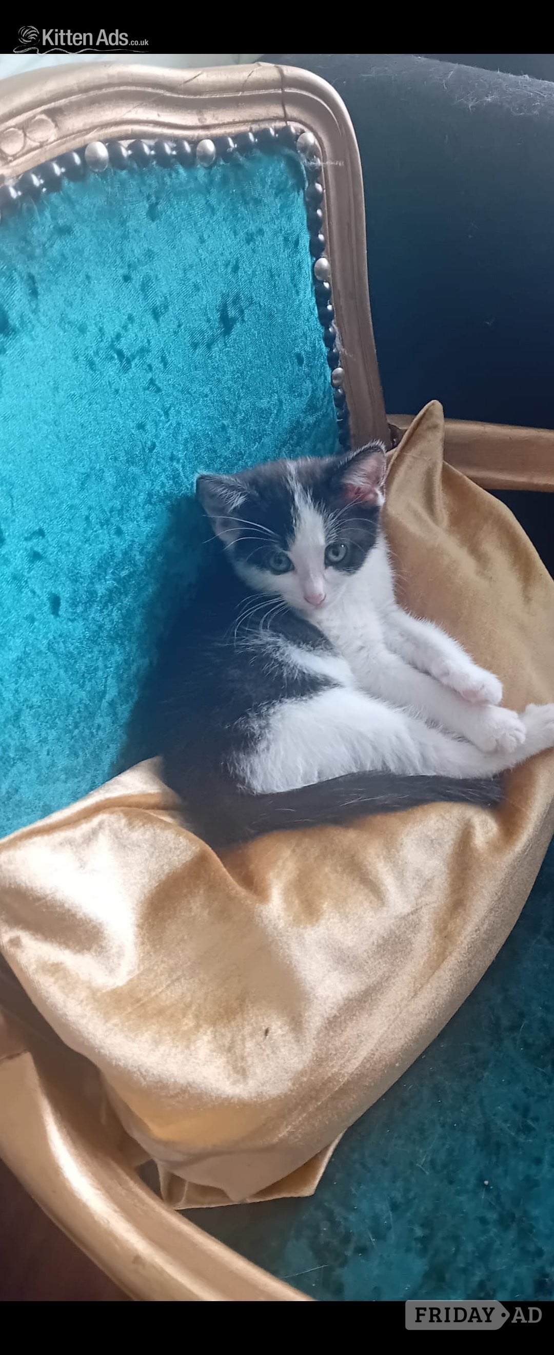 Beautiful rambunctious 10 week old kittens looking to find homes