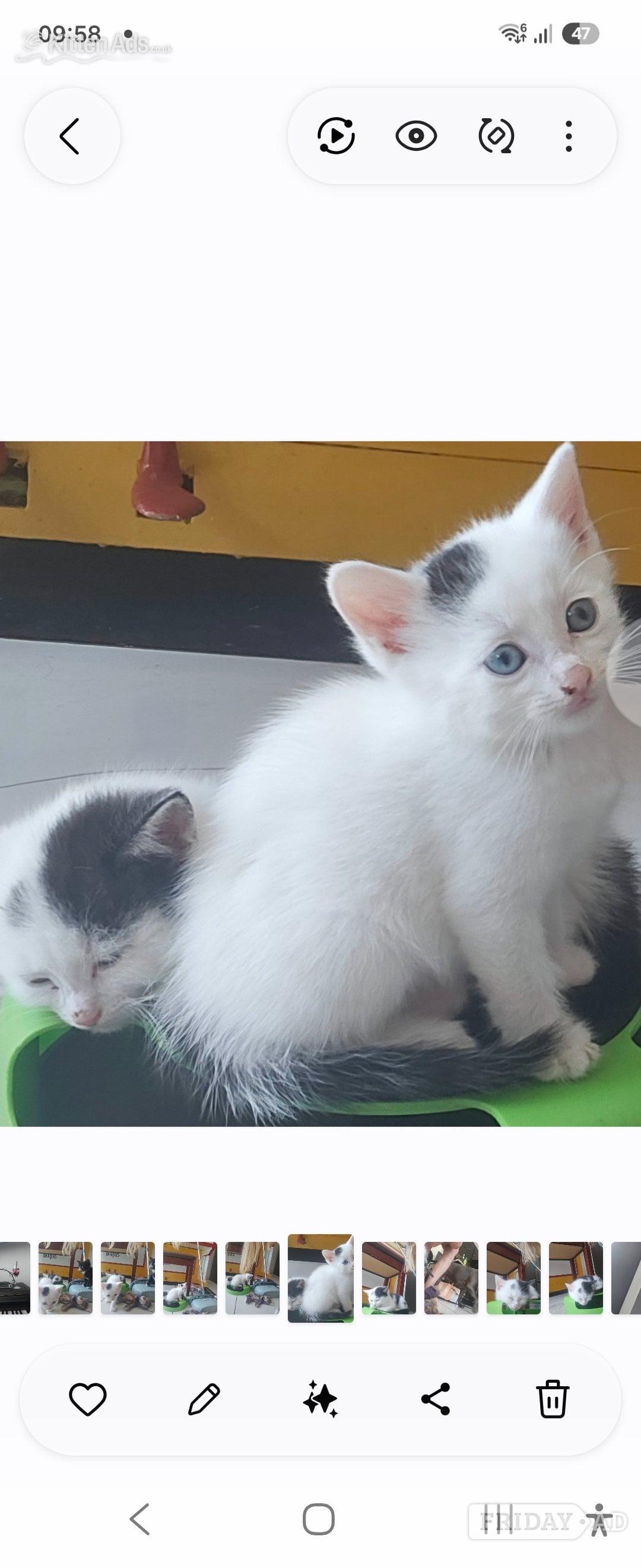 Birmingham Beautiful rambunctious 10 week old kittens looking to find homes