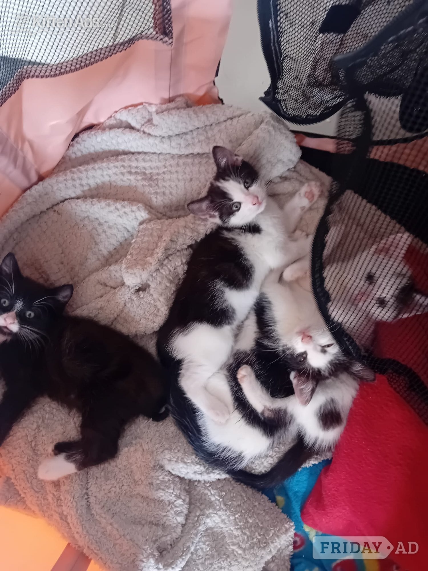 Beautiful rambunctious 10 week old kittens looking to find homes - Cats & Kittens in Birmingham