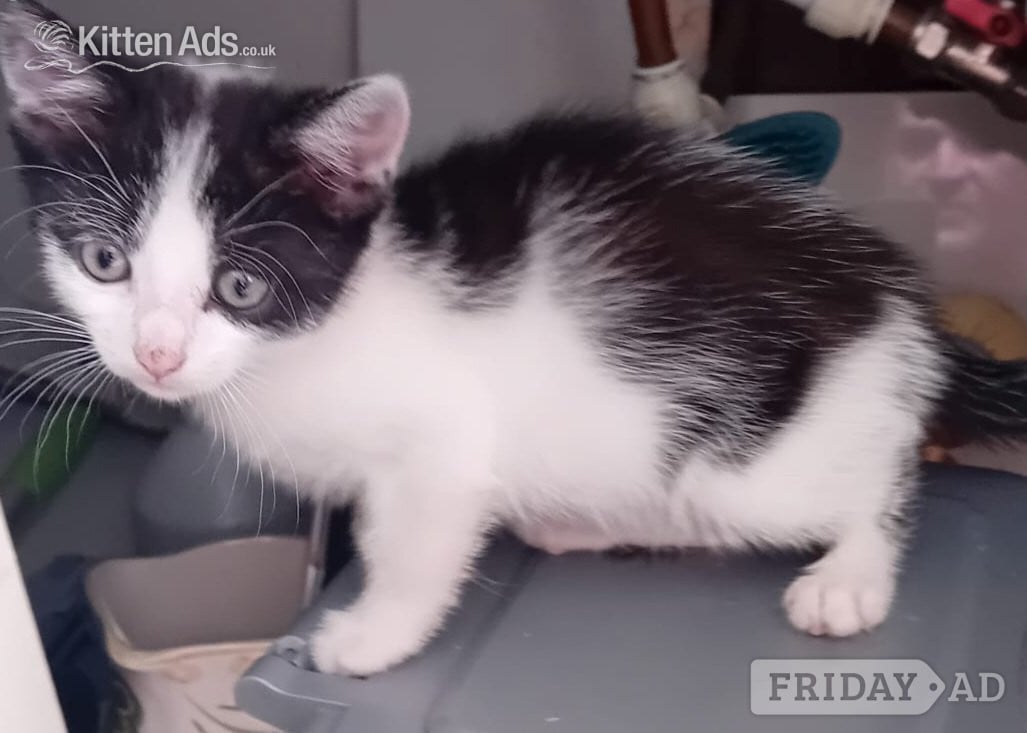 Beautiful rambunctious 10 week old kittens looking to find homes - Cats & Kittens