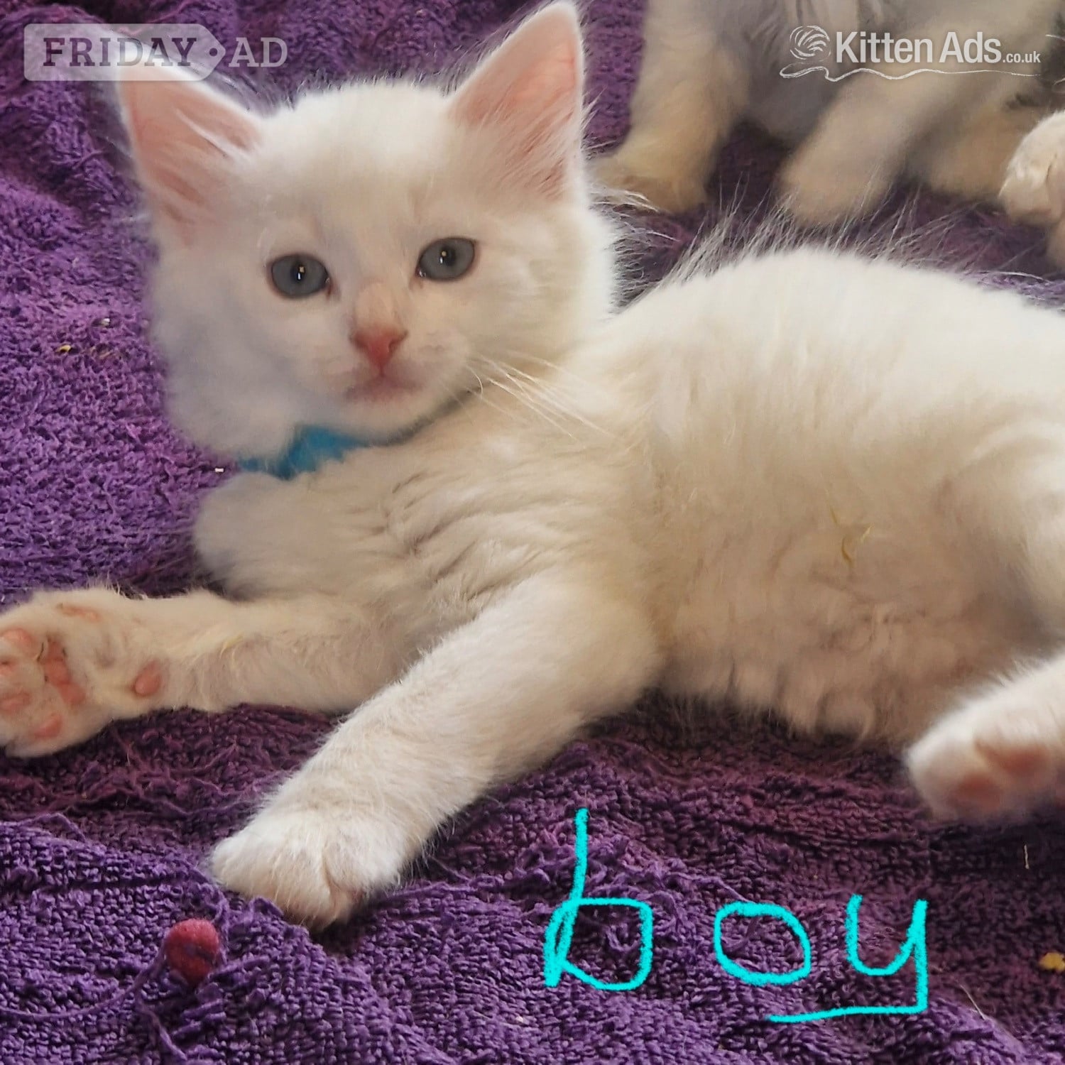 TURKISH ANGORA X in Sheffield