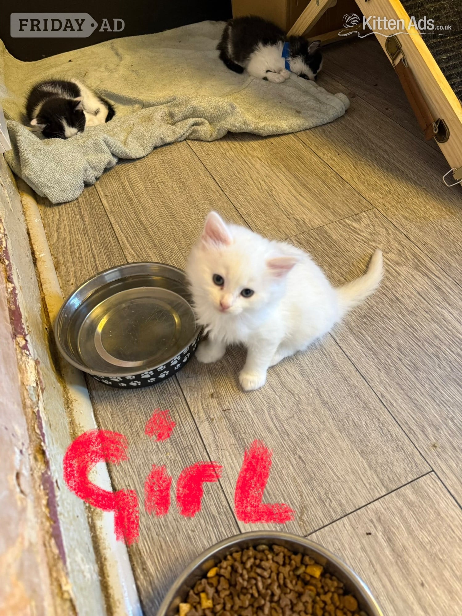 Sheffield TURKISH ANGORA X