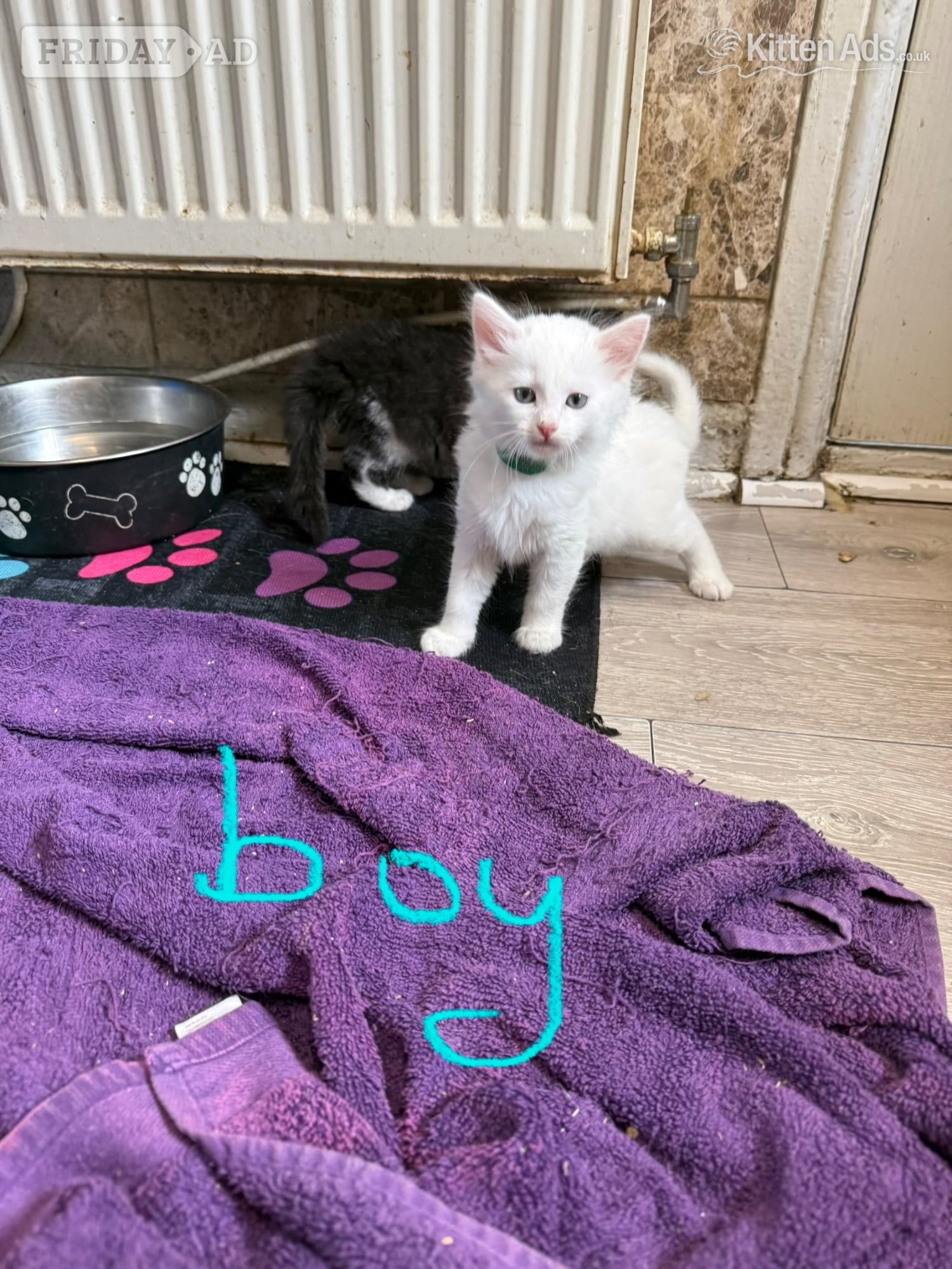TURKISH ANGORA X -  in Sheffield
