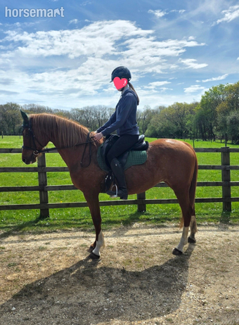 "Ellie" Chestnut Mare Happy Hacker