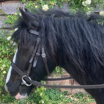 lead rein 11.1h gelding- Billingshurst