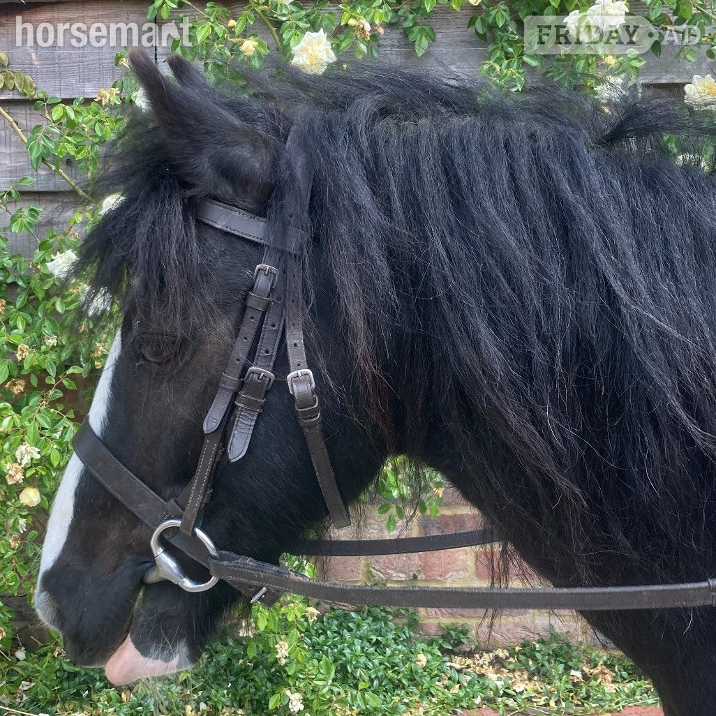 lead rein 11.1h gelding- Billingshurst in Billingshurst