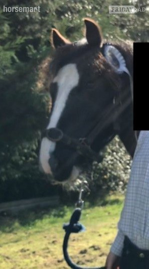 lead rein 11.1h gelding- Billingshurst