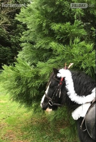 Billingshurst lead rein 11.1h gelding- Billingshurst