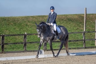 "Flamenca" Grey Mare Spanish / Iberian Horse