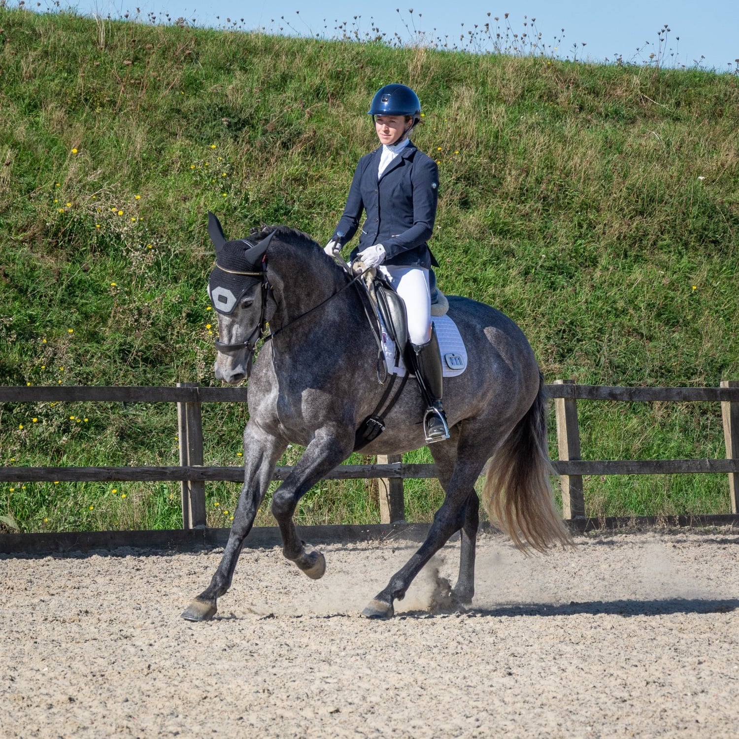 Midhurst "Flamenca" Grey Mare Spanish / Iberian Horse