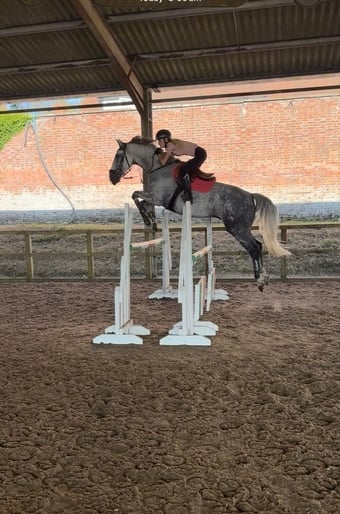 "Humphrey " Grey Gelding All Rounder