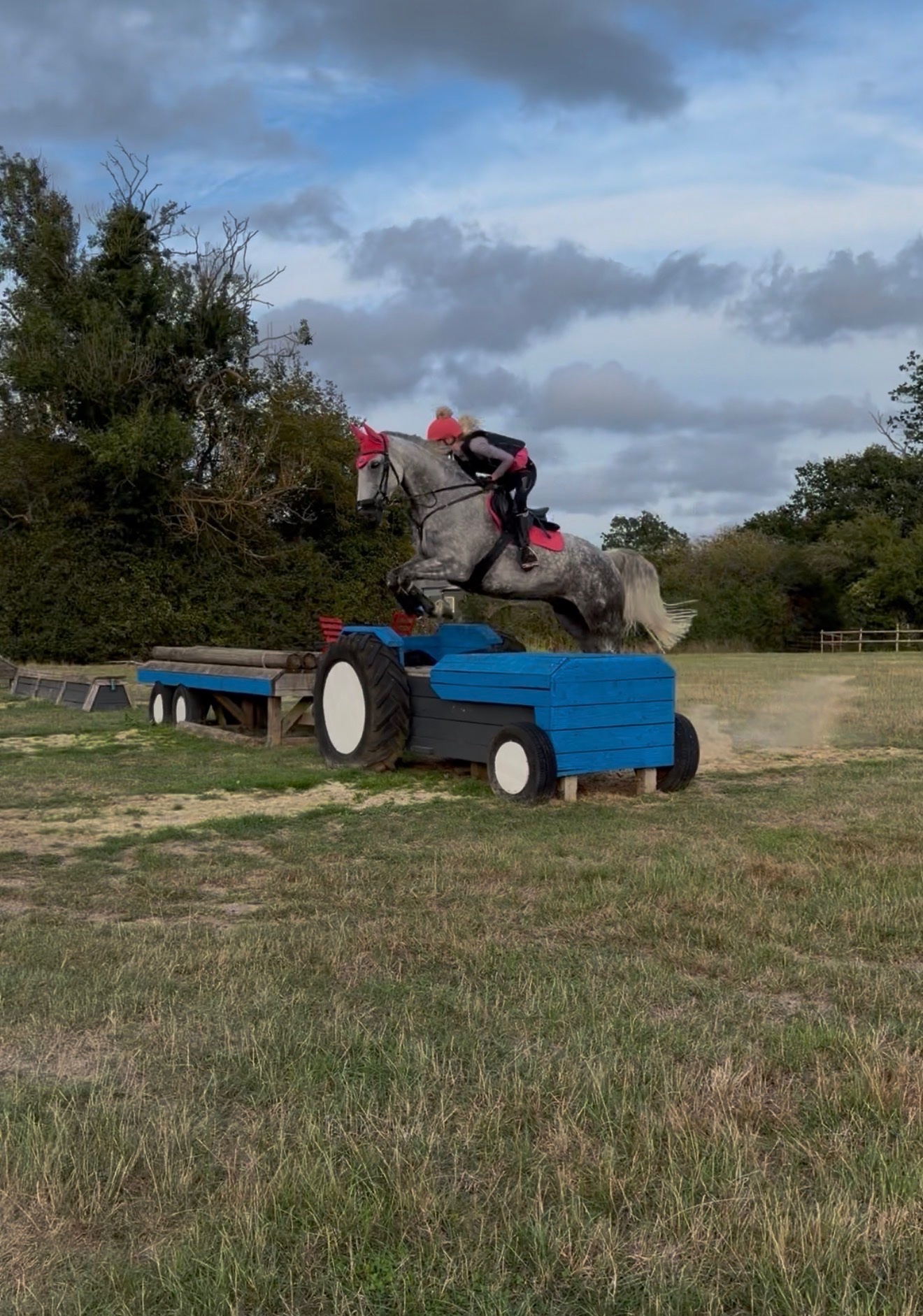 "Humphrey " Grey Gelding All Rounder