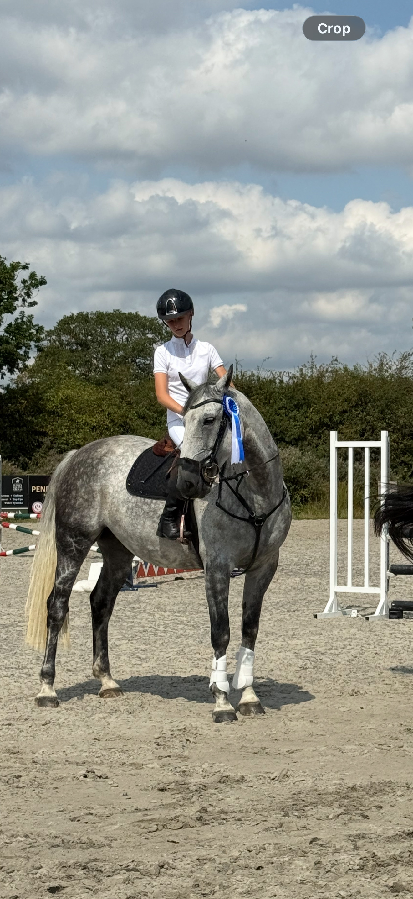 Tenterden "Humphrey " Grey Gelding All Rounder