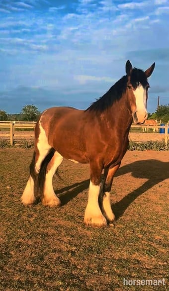 "MJL Equestrian" Bay Mare Cob/Heavy Horse