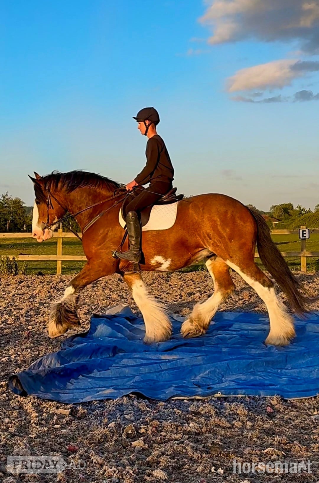 "MJL Equestrian" Bay Mare Cob/Heavy Horse - Horses