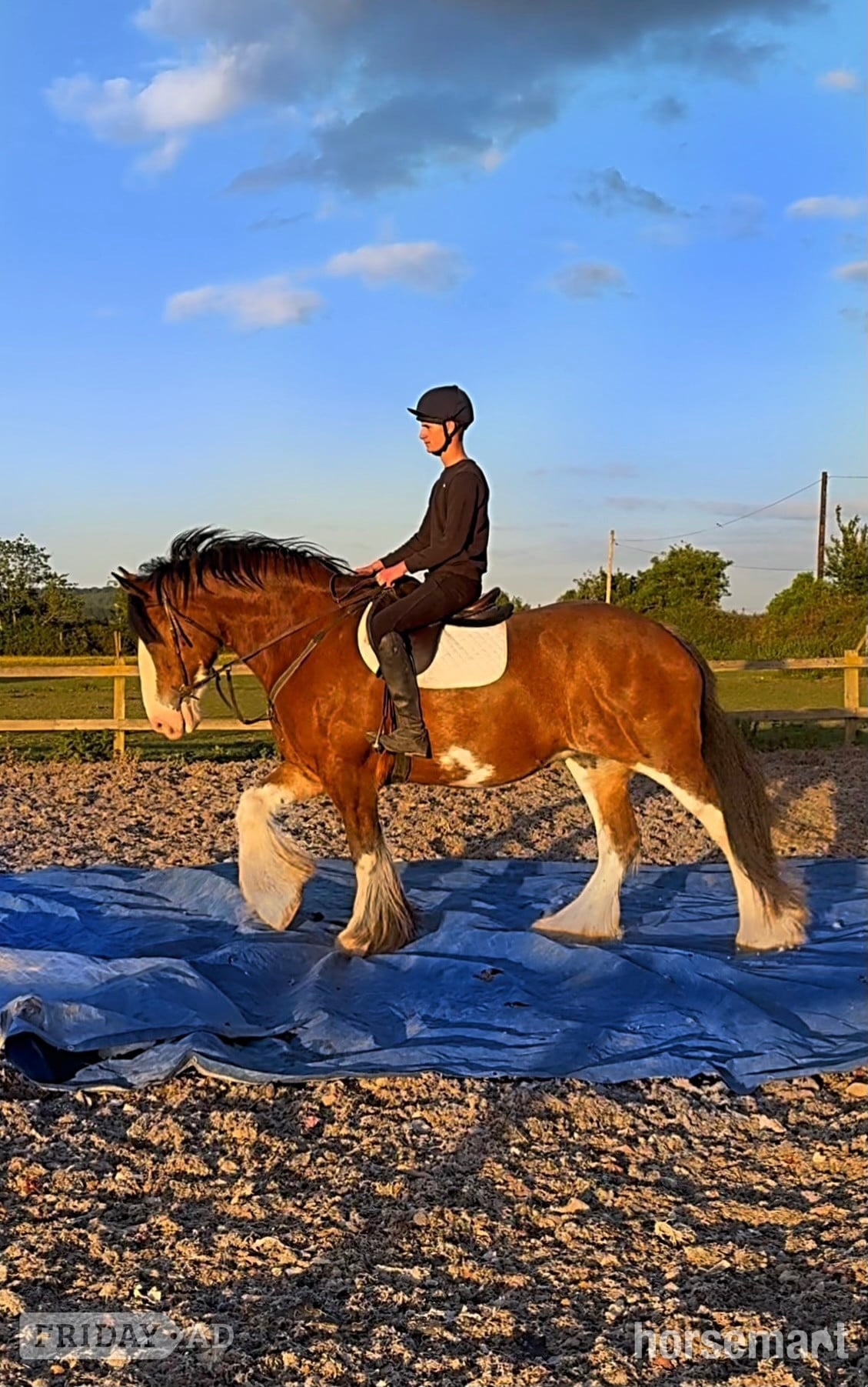 "MJL Equestrian" Bay Mare Cob/Heavy Horse