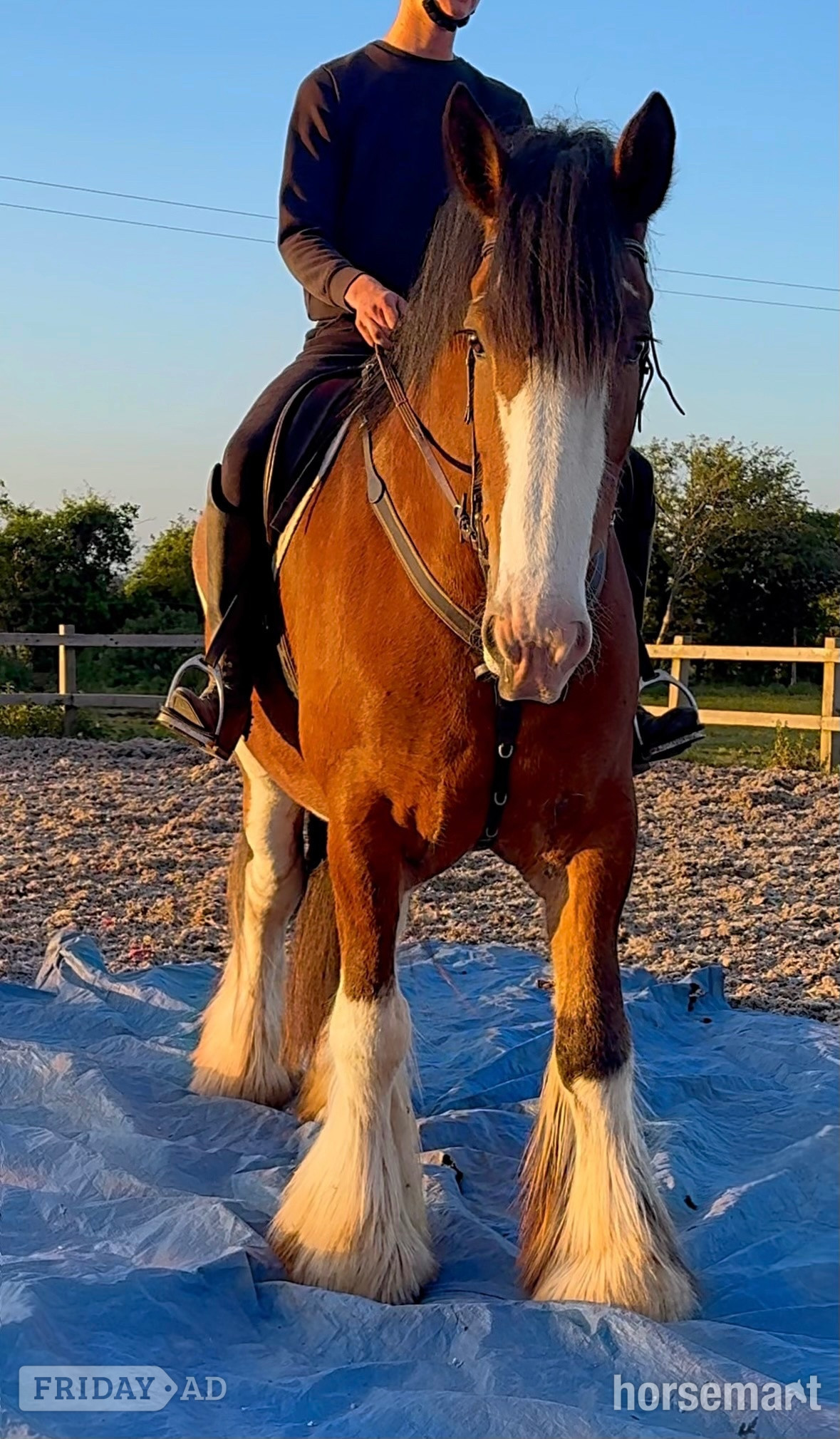 "MJL Equestrian" Bay Mare Cob/Heavy Horse - Horses in Wilmington