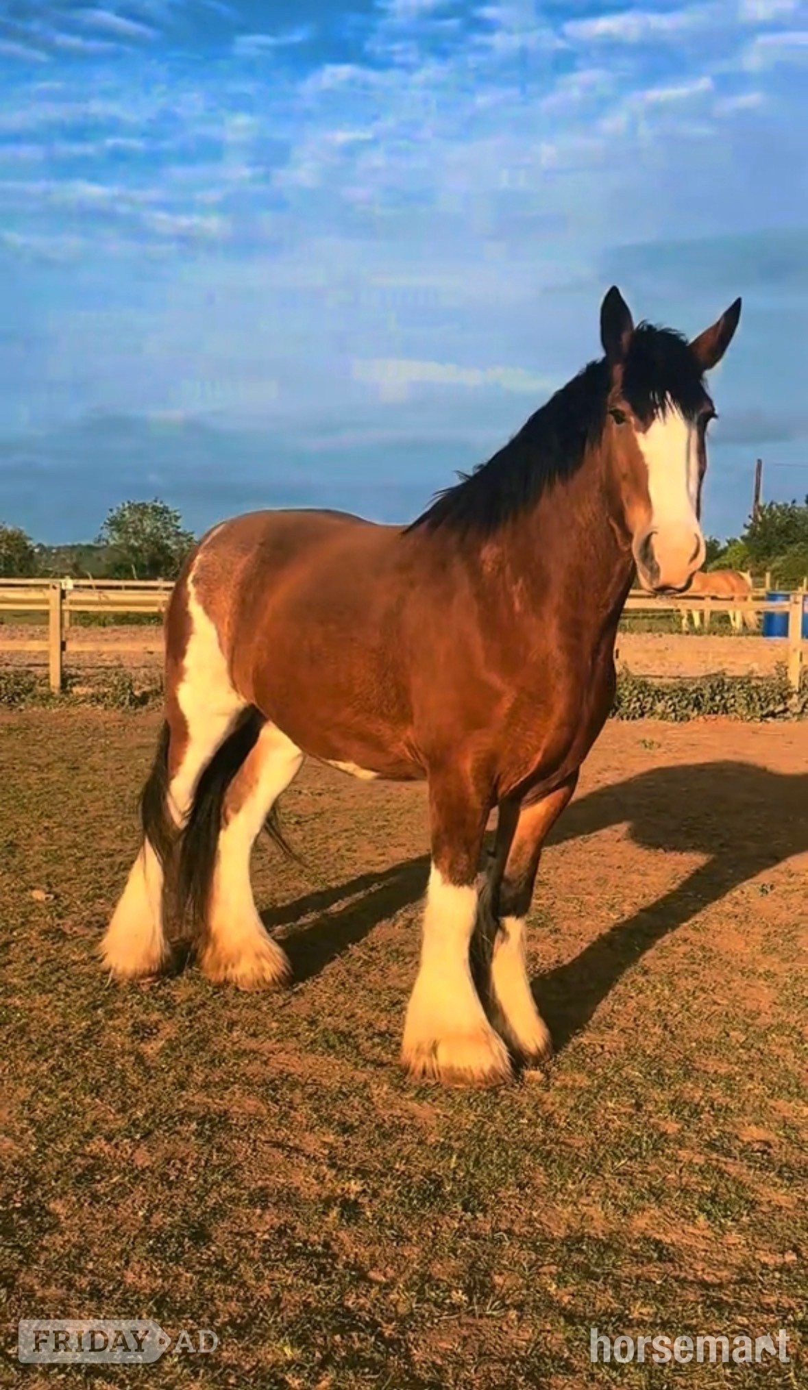 "MJL Equestrian" Bay Mare Cob/Heavy Horse in Wilmington