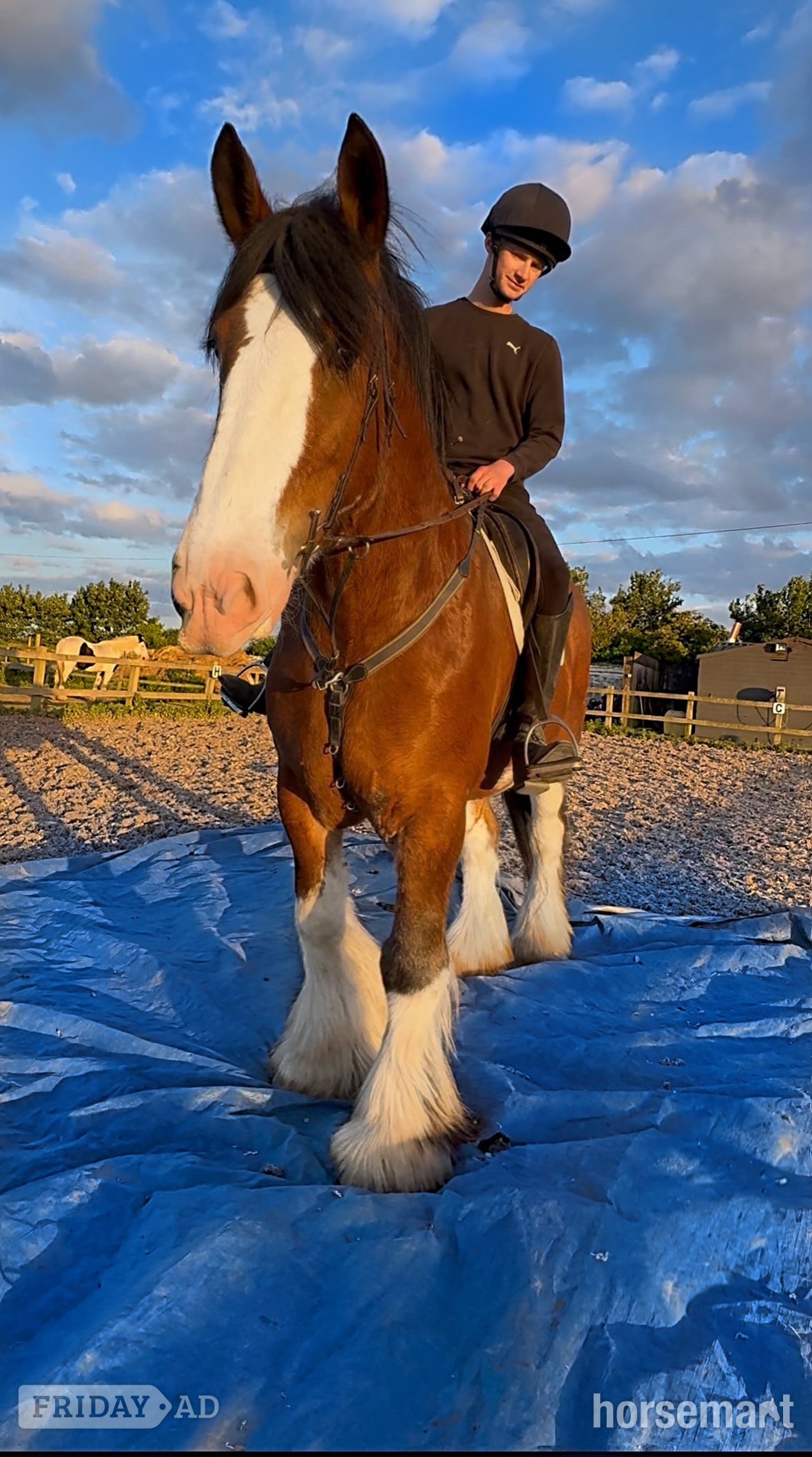 Wilmington "MJL Equestrian" Bay Mare Cob/Heavy Horse