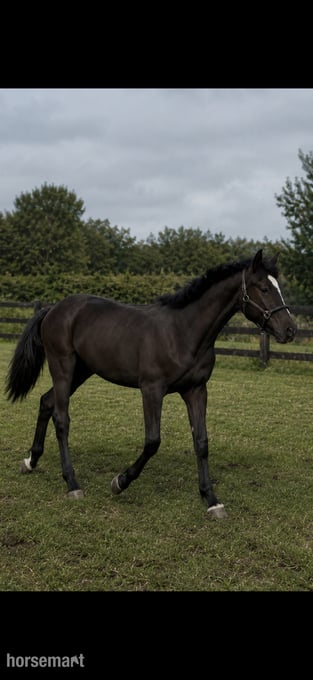 "Dare to dream AKA Disney " Bay Colt Youngstock / Foal