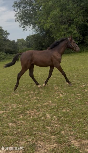 "Dare to dream AKA Disney " Bay Colt Youngstock / Foal