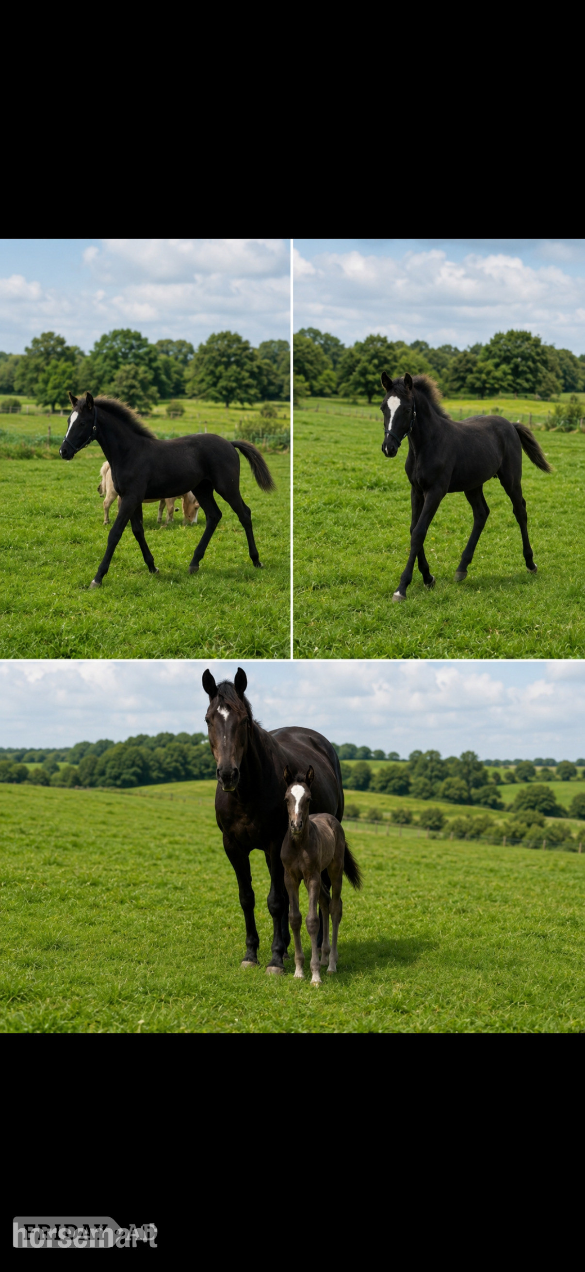 Meopham "Dare to dream AKA Disney " Bay Colt Youngstock / Foal