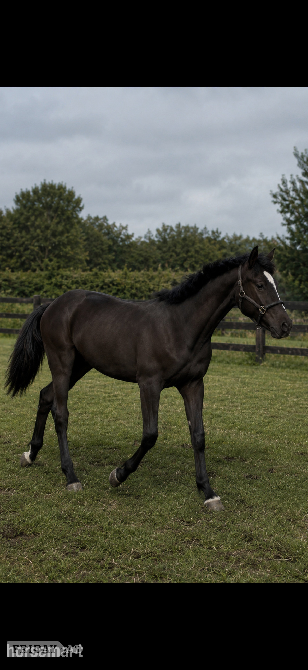 "Dare to dream AKA Disney " Bay Colt Youngstock / Foal in Meopham