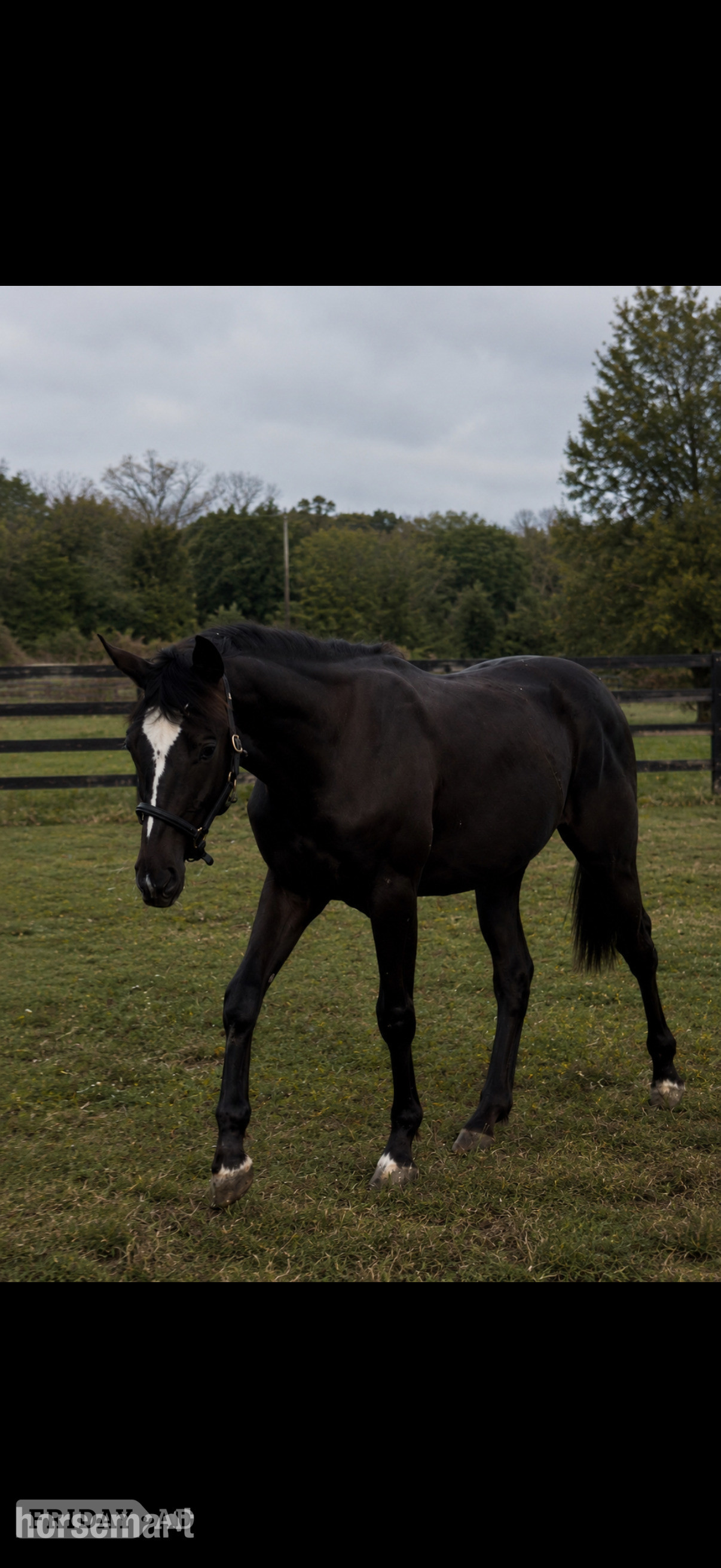 "Dare to dream AKA Disney " Bay Colt Youngstock / Foal