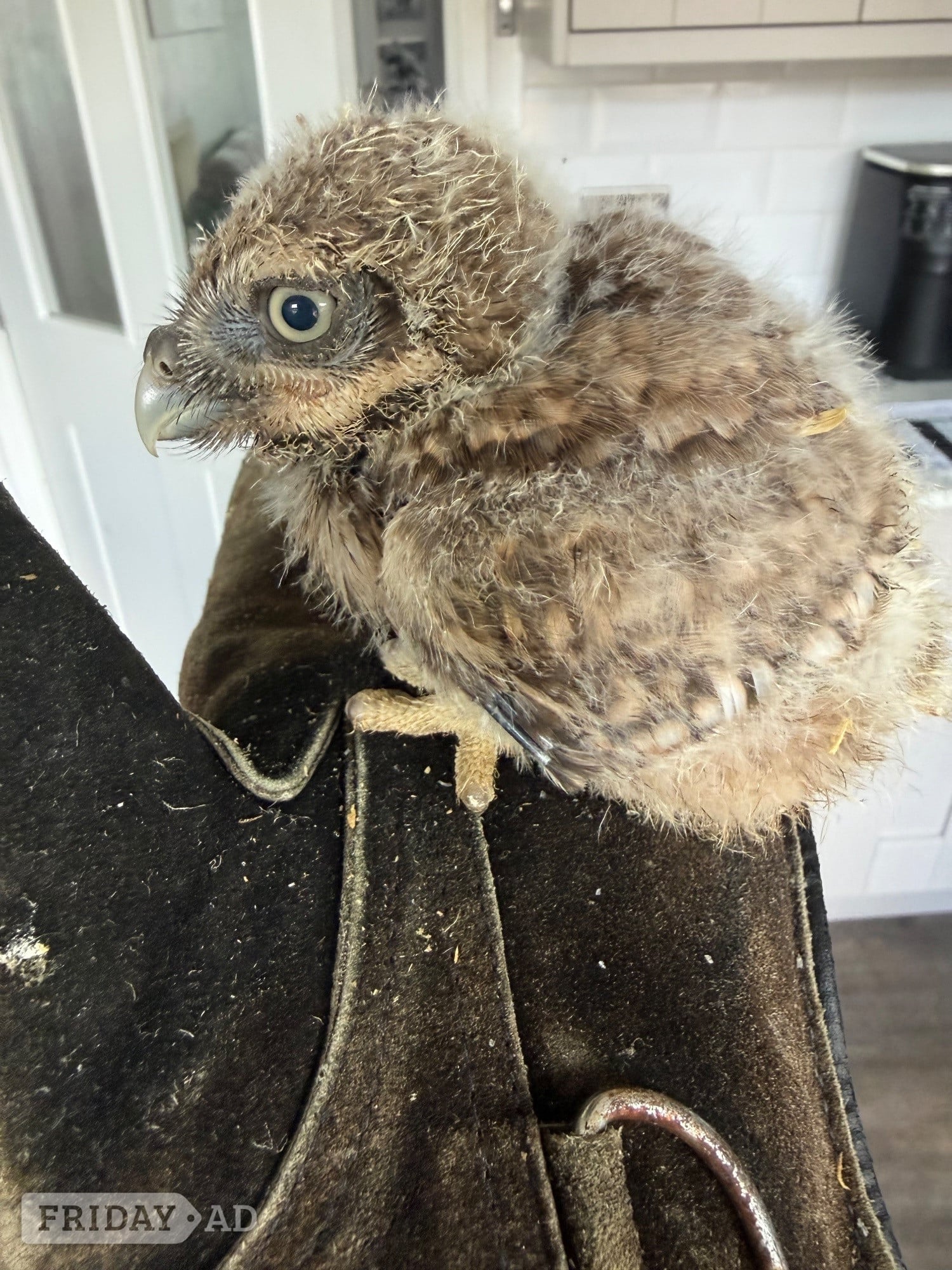 Little Owls- Owlets  in Bolton