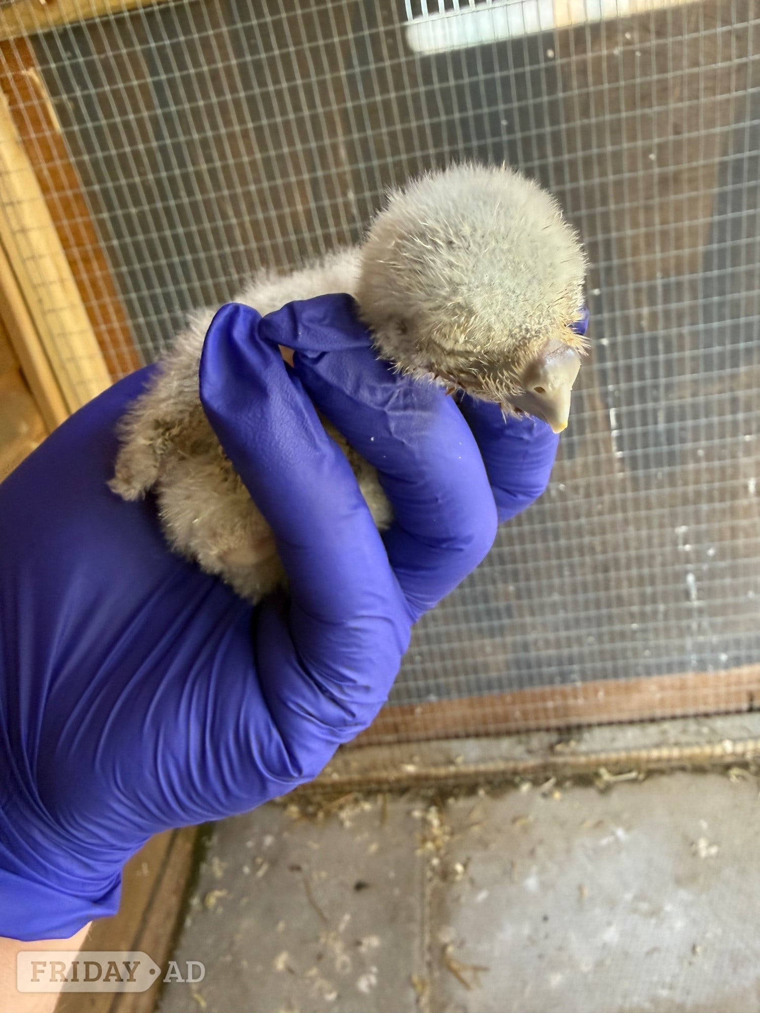 Little Owls- Owlets 