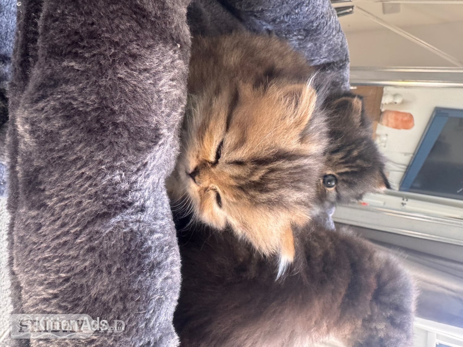 Stunning doll face Persian 
