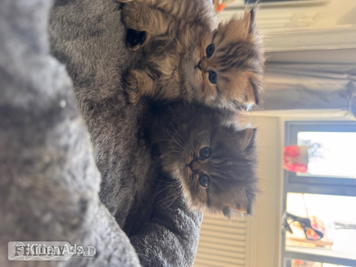 Stunning doll face Persian  - Cats & Kittens in Sherborne