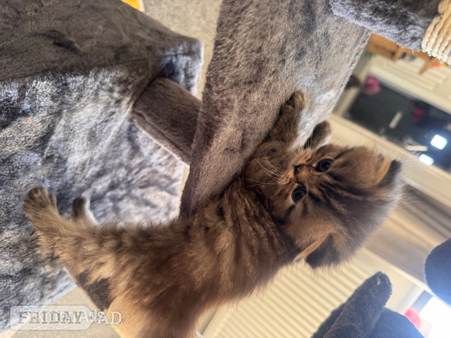 Stunning doll face Persian  - Cats & Kittens