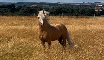 "Coffeepot Percy" Palomino Colt Youngstock / Foal