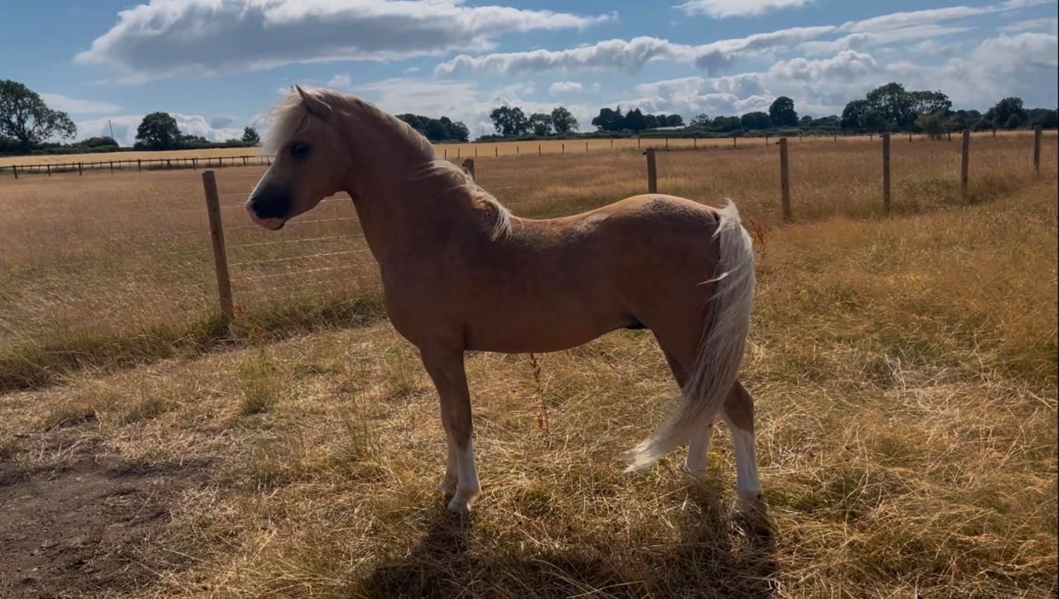 "Coffeepot Percy" Palomino Colt Youngstock / Foal