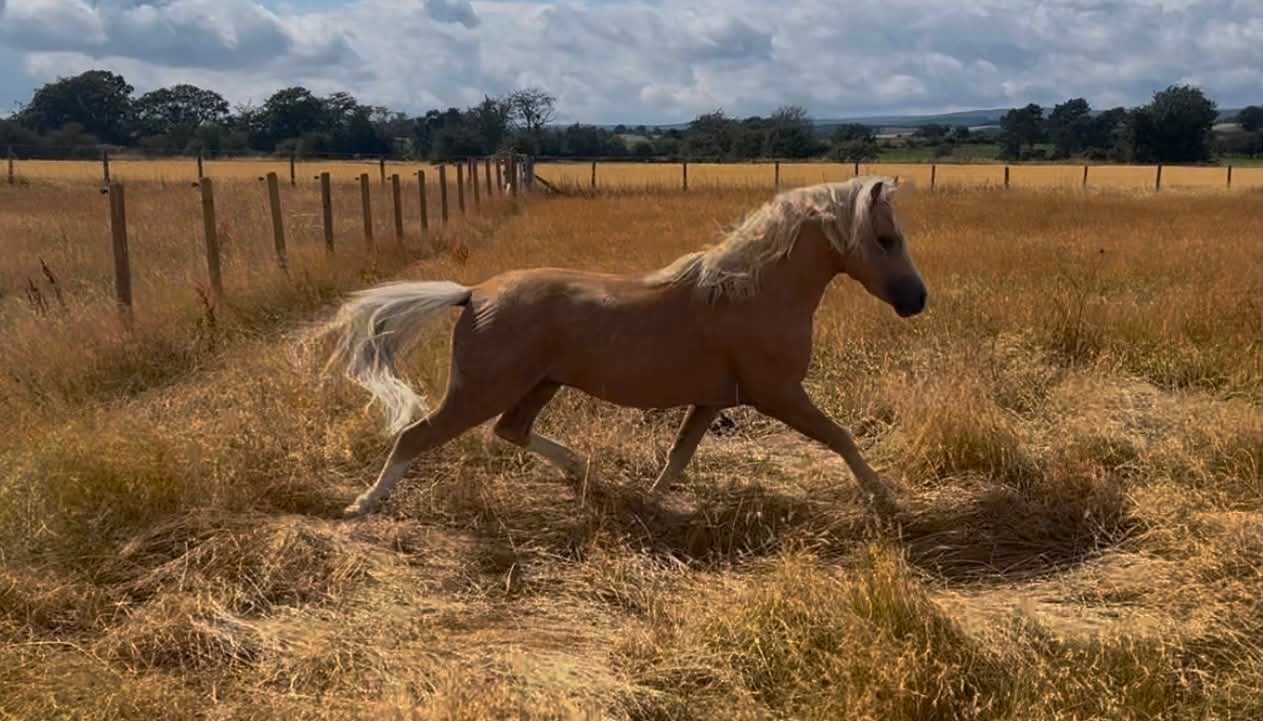 Durham "Coffeepot Percy" Palomino Colt Youngstock / Foal