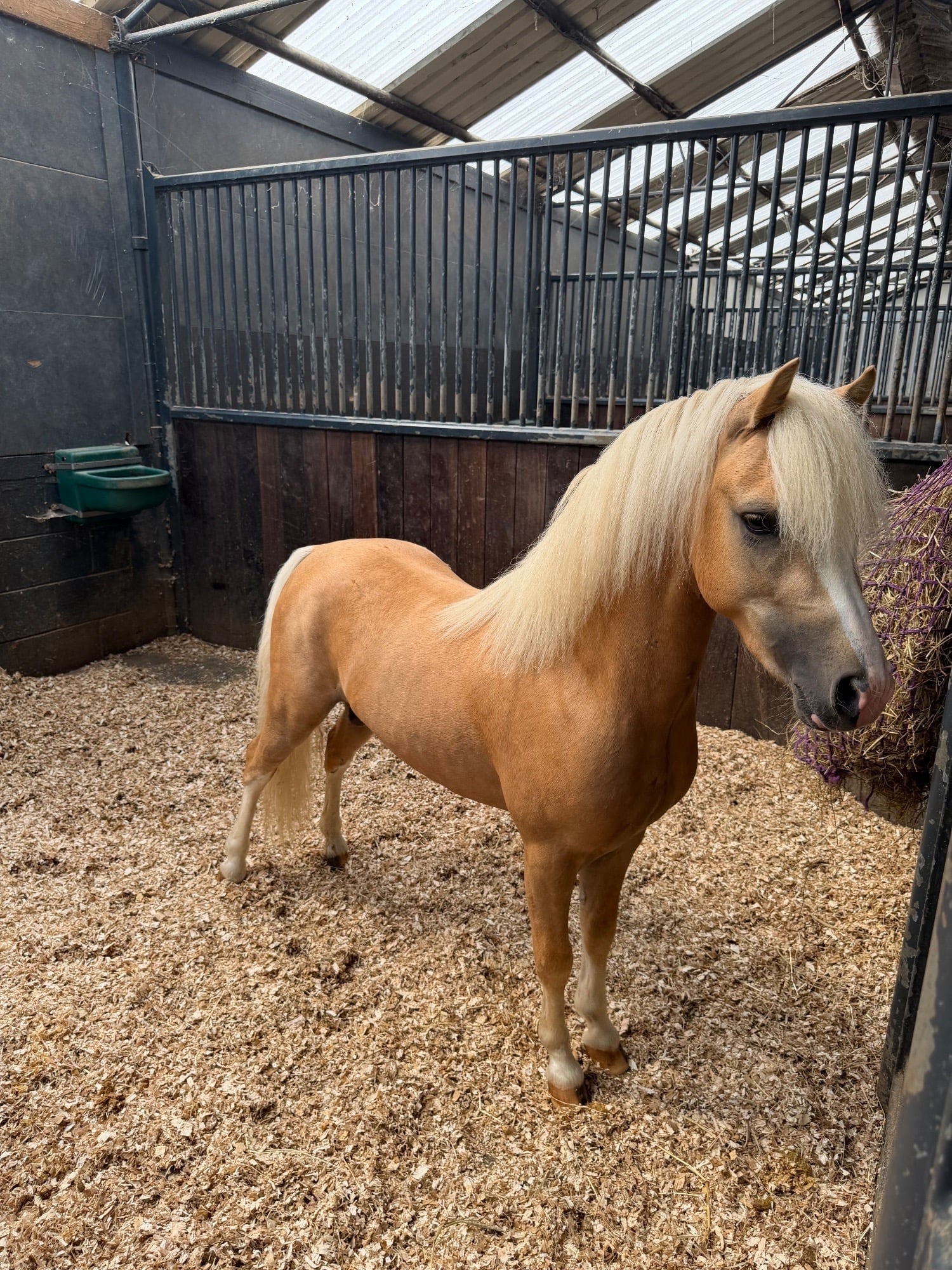 "Coffeepot Percy" Palomino Colt Youngstock / Foal - Horses in Durham