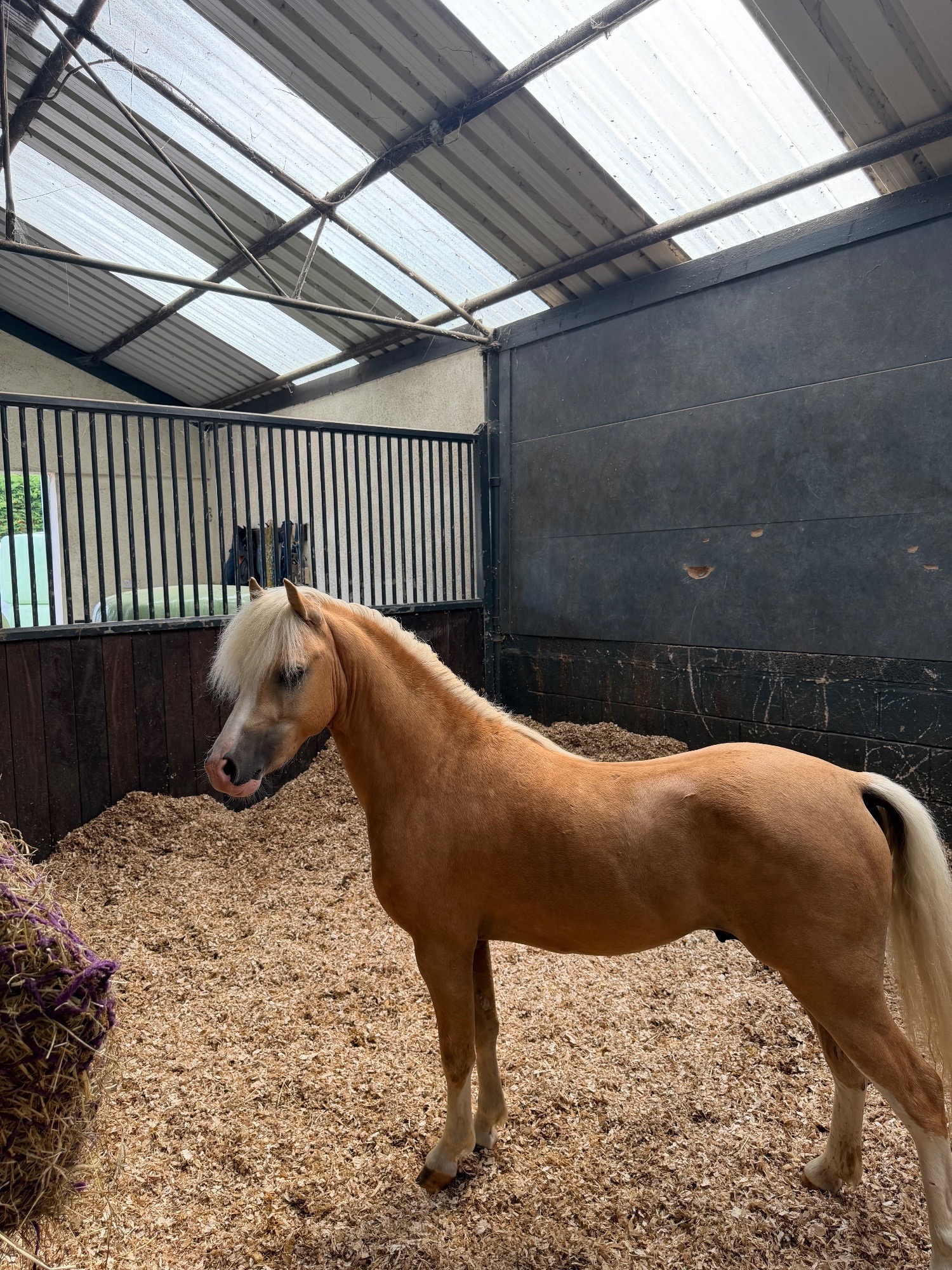 "Coffeepot Percy" Palomino Colt Youngstock / Foal - Horses