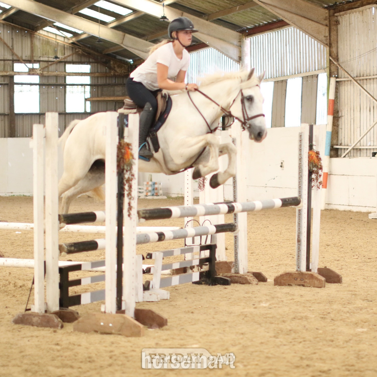 "Dante" Grey Gelding All Rounder in Staplehurst