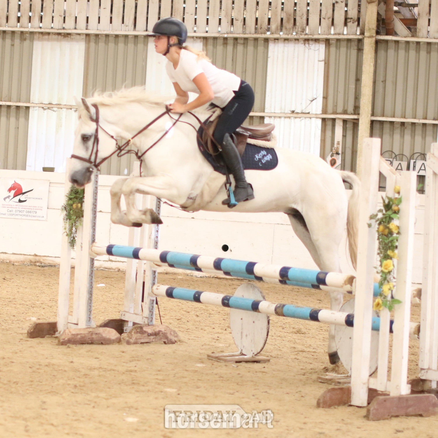 "Dante" Grey Gelding All Rounder