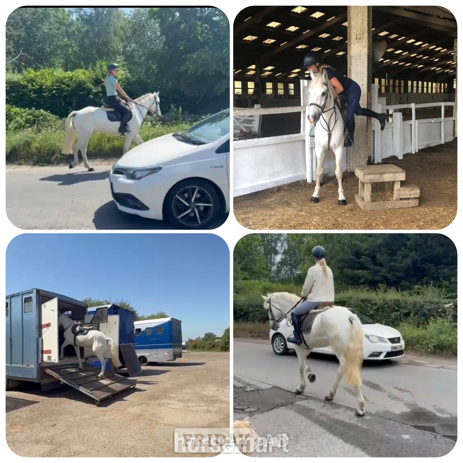 "Dante" Grey Gelding All Rounder - Horses in Staplehurst