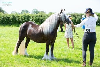 "Lady" Silver Dun Mare All Rounder