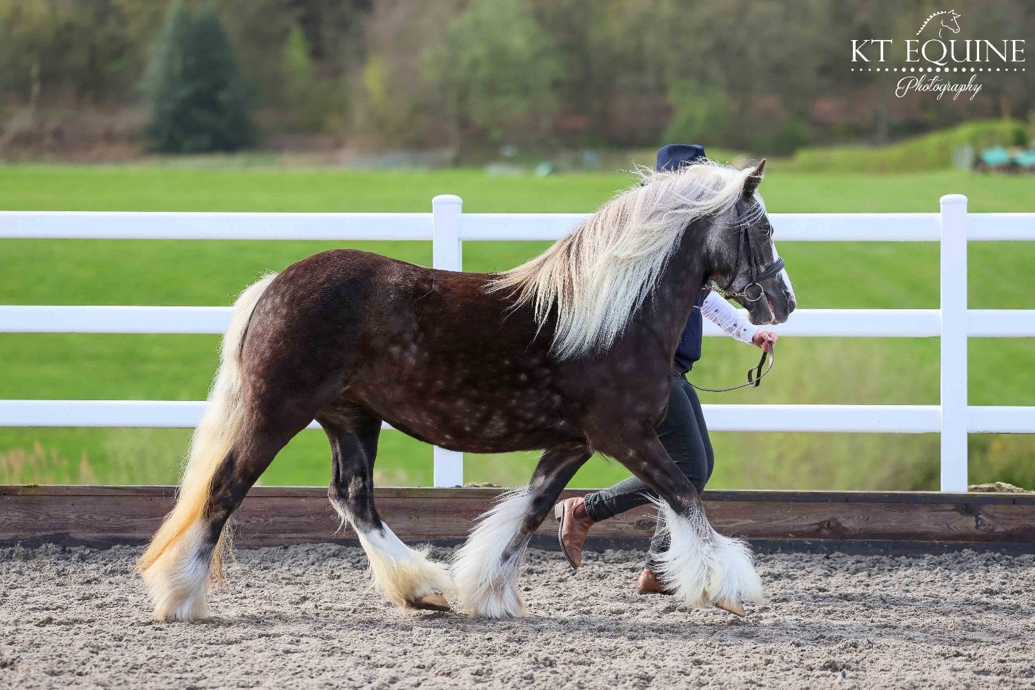 Lancaster "Lady" Silver Dun Mare All Rounder