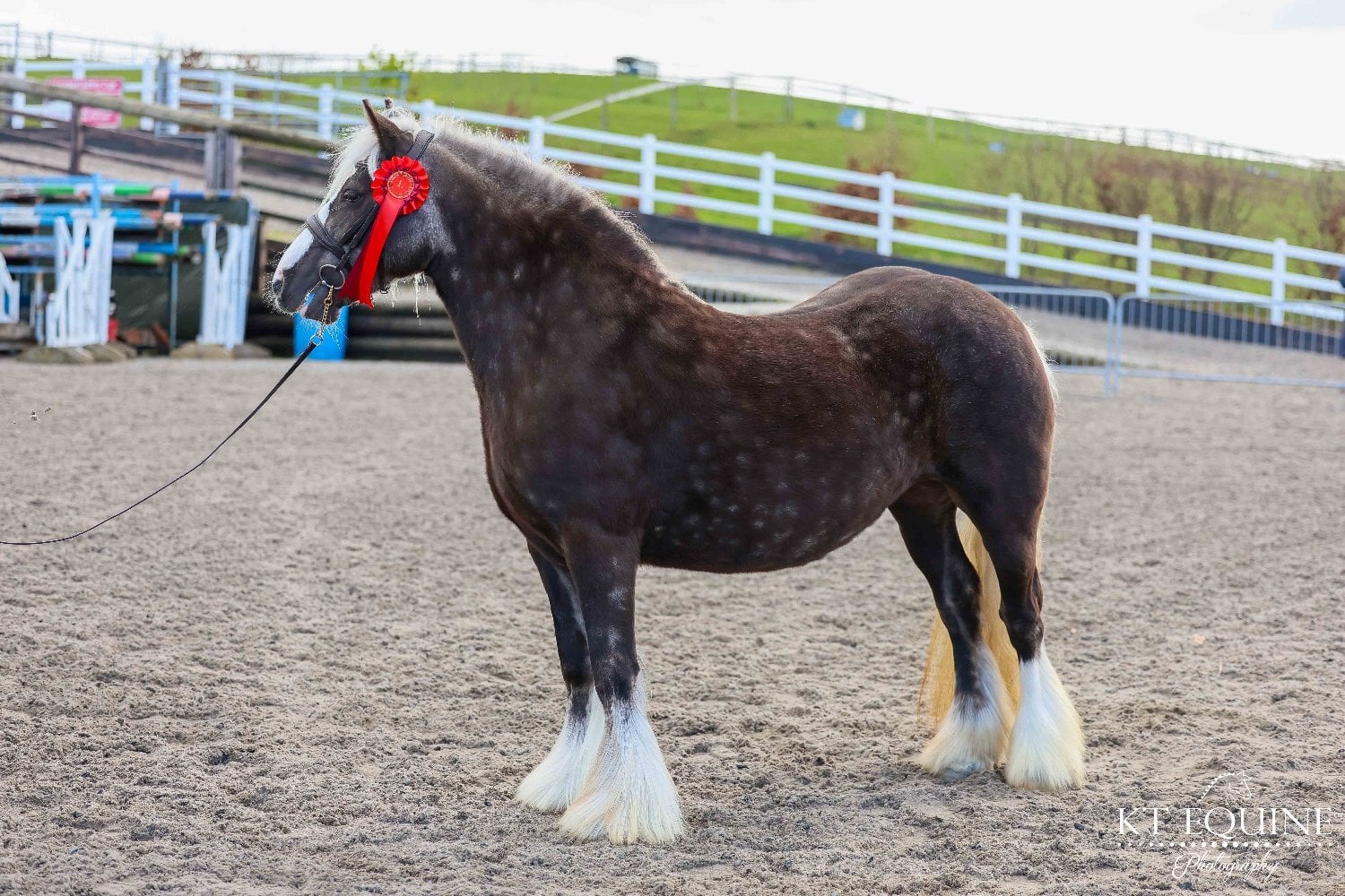 "Lady" Silver Dun Mare All Rounder - Horses in Lancaster