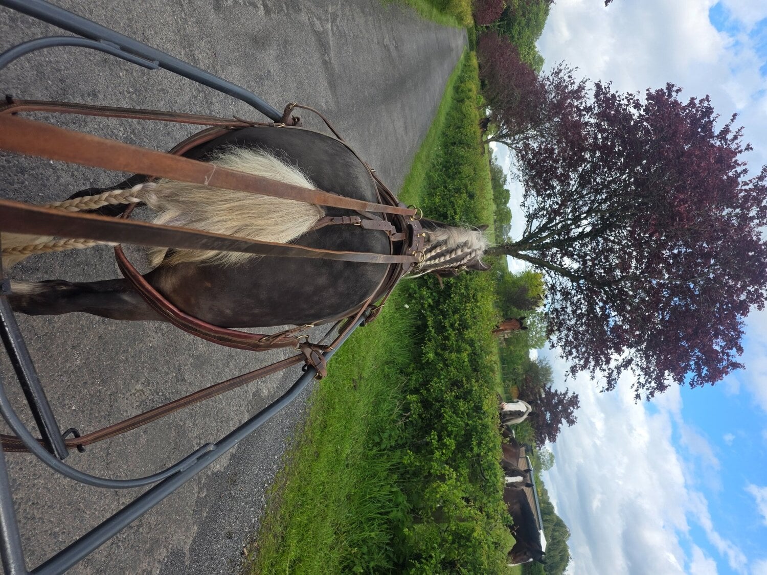 "Lady" Silver Dun Mare All Rounder - Horses