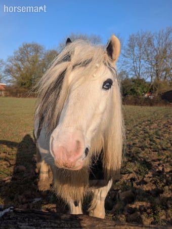 "Princess" Piebald Mare Cob/Heavy Horse
